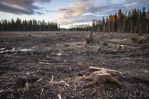 Вопросы экологии, сохранения и восстановления лесных ресурсов